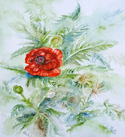 Heike Grüning: Mohnblume