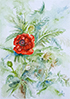 Heike Grüning: Mohnblume